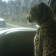 Illustration for article titled Did You Know Cheetahs Ride Shotgun?